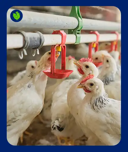 friska-clean-and-hygienic-chicken-farm, Friska chicken is raised naturally, completely free from artificial growth hormones, ensuring a healthier and more natural protein source for your family.